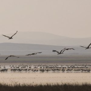 ¡¡¡NOS VAMOS DE EXCURSIÓN!!! GRULLAS EN GALLOCANTA + CASTILLO DE PERACENSE domingo 30 de noviembre