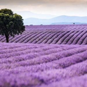 ¡¡¡NOS VAMOS DE EXCURSIÓN!!! CAMPOS DE LAVANDA EN BRIHUEGA, sábados 28 de junio , 5 y 12 de julio