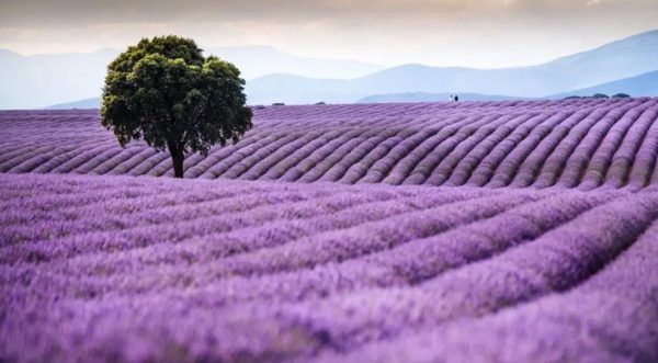 ¡¡¡NOS VAMOS DE EXCURSIÓN!!! CAMPOS DE LAVANDA EN BRIHUEGA, sábados 28 de junio , 5 y 12 de julio